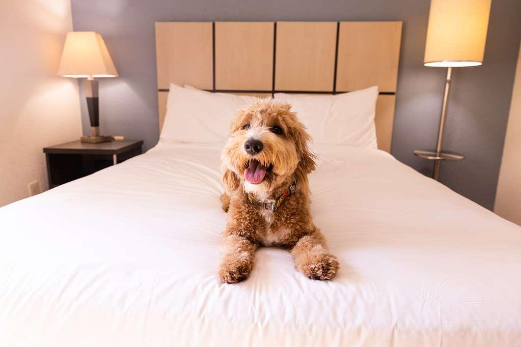 Sonesta Simply Suites Phoenix テンピ 部屋 写真